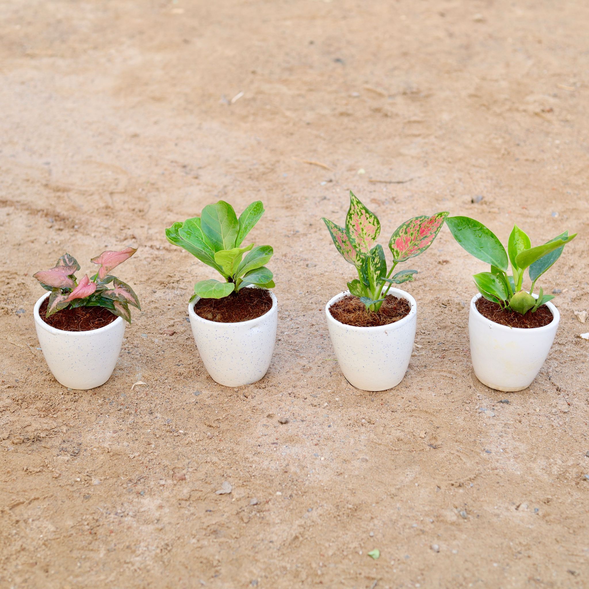 Set of 4 - Syngonium Pixie Pink, Philodendron Green, Fiddle Leaf Fig / Ficus Lyrata & Aglaonema Pink Dalmatian in 4 Inch Classy White Cup Ceramic Pot