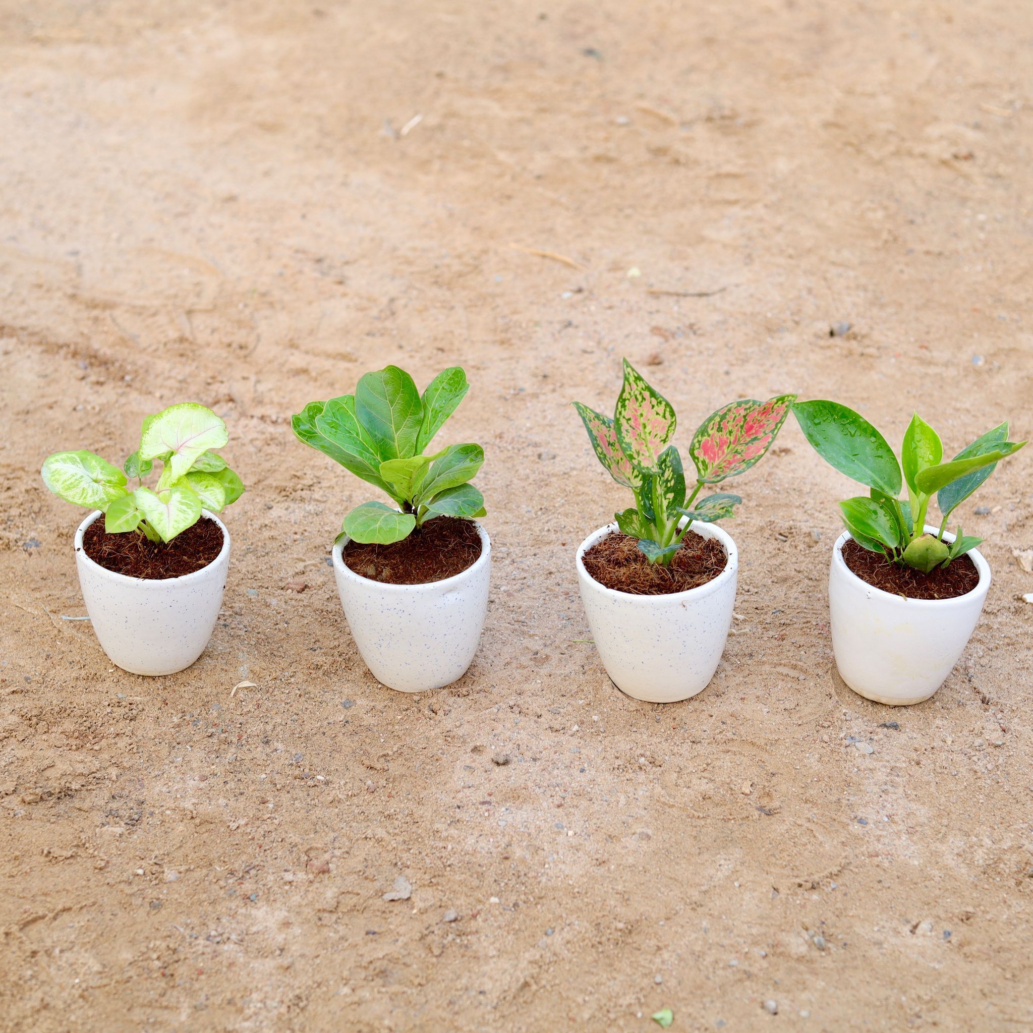 Set of 4 - Syngonium Golden, Philodendron Green, Fiddle Leaf Fig / Ficus Lyrata & Aglaonema Pink Dalmatian in 4 Inch Classy White Cup Ceramic Pot
