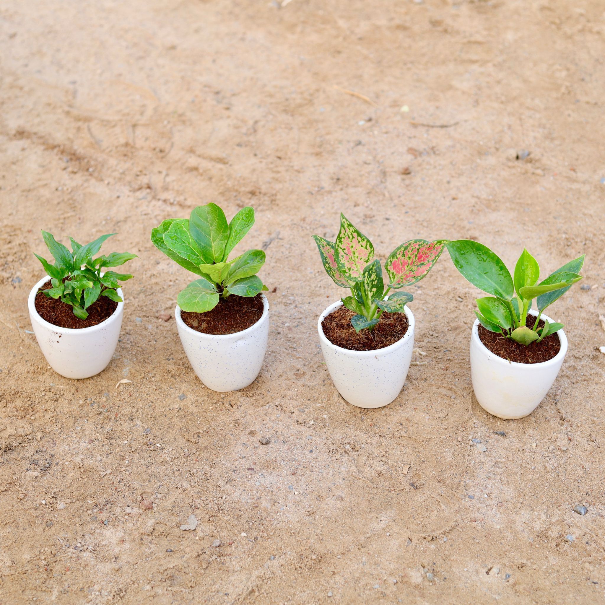 Set of 4 - Peace Lily, Philodendron Green, Fiddle Leaf Fig / Ficus Lyrata & Aglaonema Pink Dalmatian in 4 Inch Classy White Cup Ceramic Pot