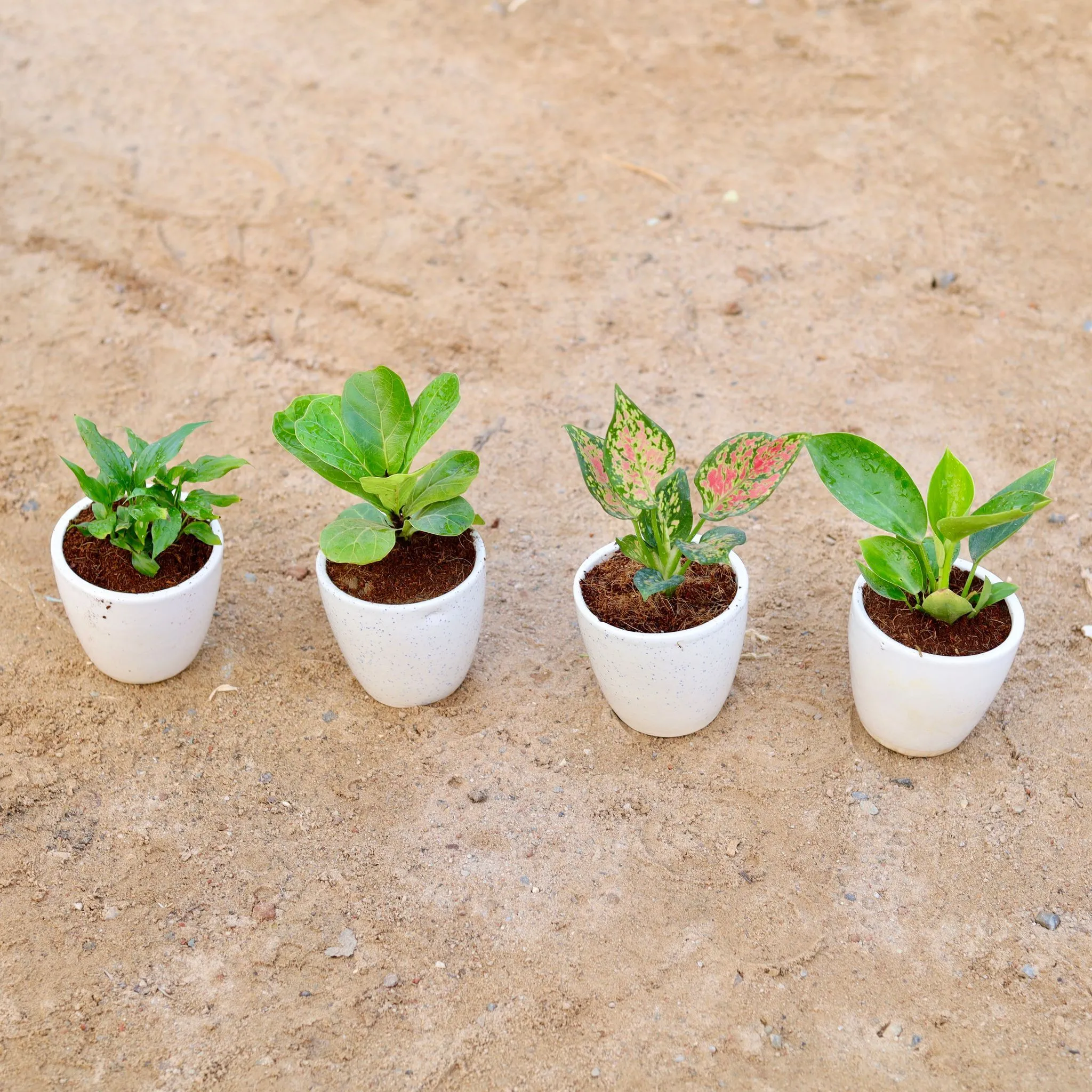 Set of 4 - Peace Lily, Philodendron Green, Fiddle Leaf Fig / Ficus Lyrata & Aglaonema Pink Dalmatian in 4 Inch Classy White Cup Ceramic Pot