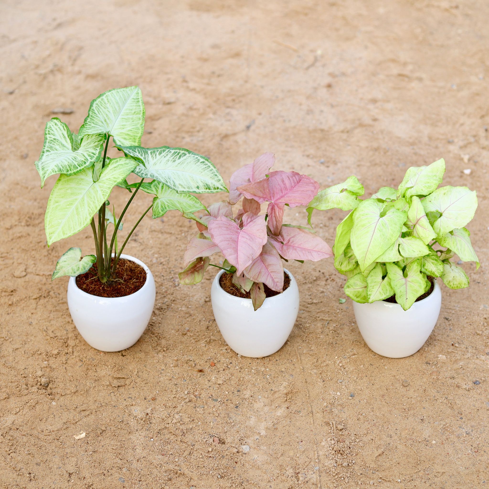Set of 3 - Syngonium (Pink, Golden & Arrowhead Green) in 5 Inch Classy White Apple Ceramic Pot