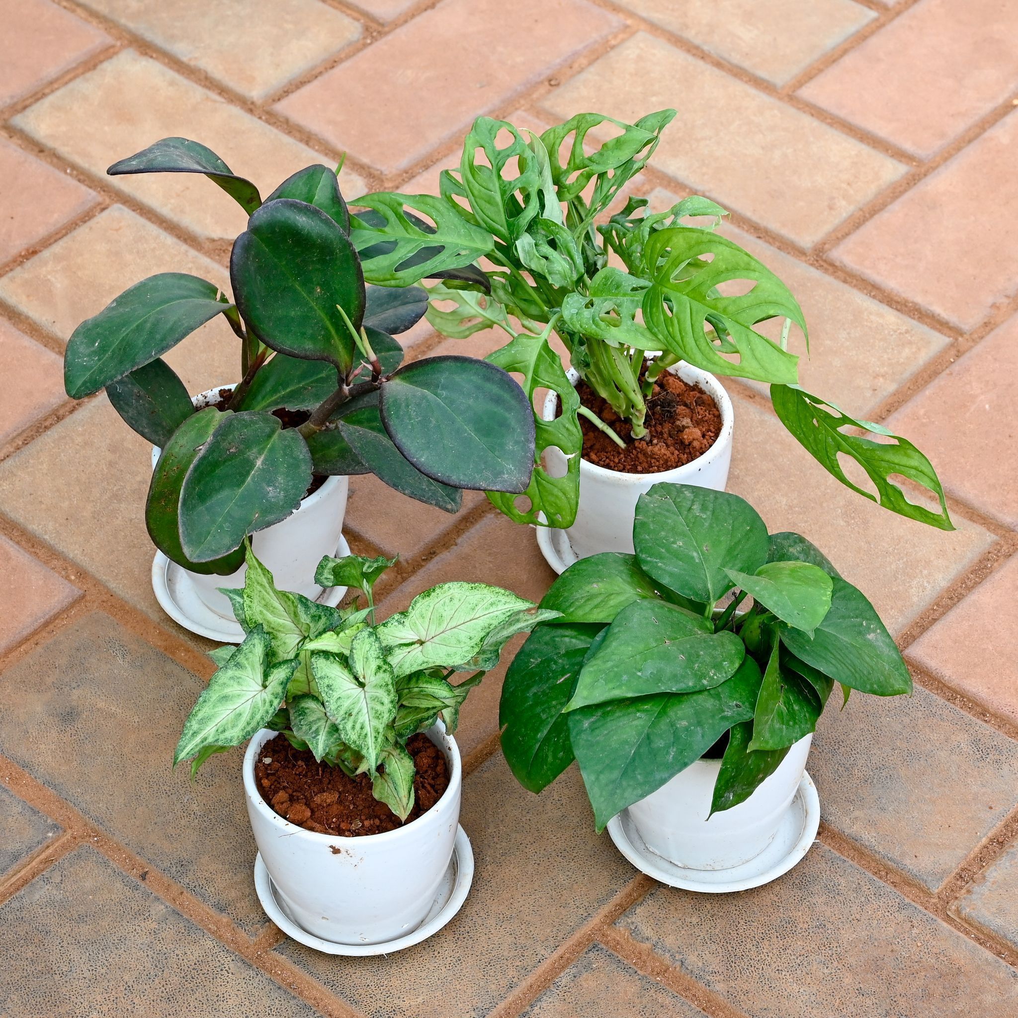 Set of 4 - Money Plant Green, Syngonium Green, Monstera Broken Heart & Peperomia / Radiator Plant Black in 4 Inch Classy White Cup Ceramic Pot with Tray