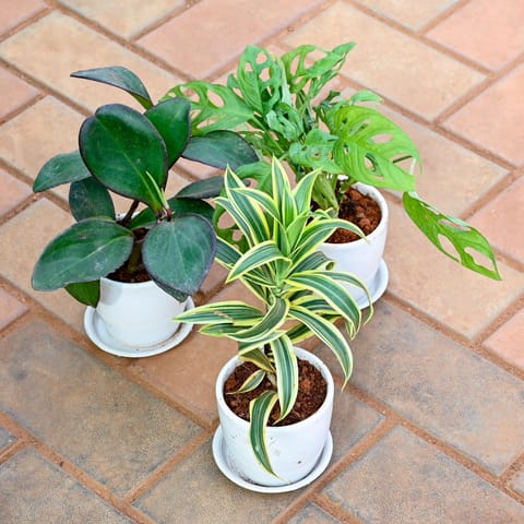 Set of 3 - Song of India, Monstera Broken Heart & Peperomia / Radiator Black in 4 Inch Classy White Cup Ceramic Pot with Tray