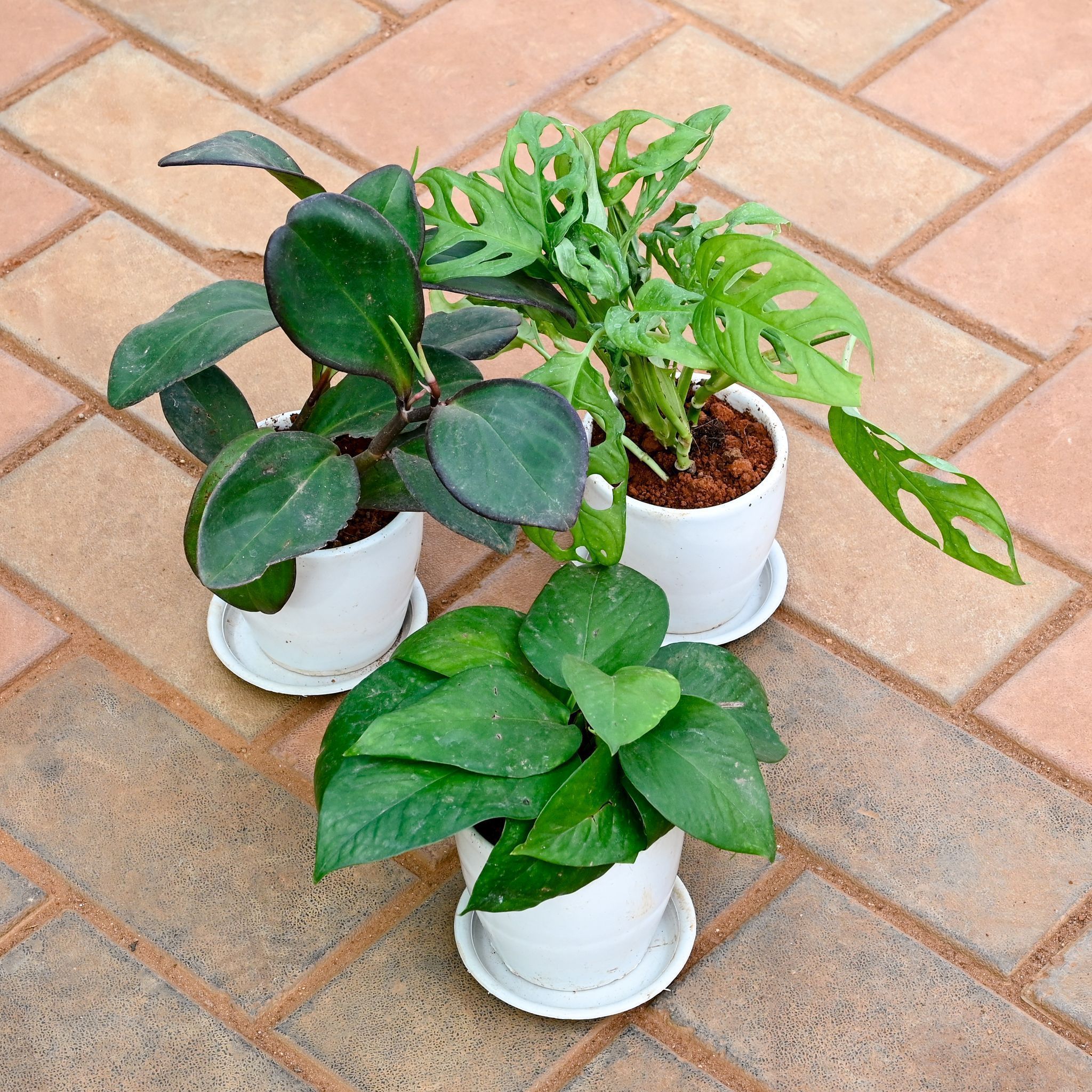 Set of 3 - Money Plant Green, Monstera Broken Heart & Peperomia / Radiator Plant Black in 4 Inch Classy White Cup Ceramic Pot with Tray