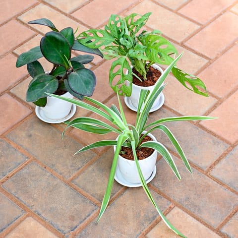 Set of 3 - Spider, Monstera Broken Heart & Peperomia / Radiator Plant Black in 4 Inch Classy White Cup Ceramic Pot with Tray