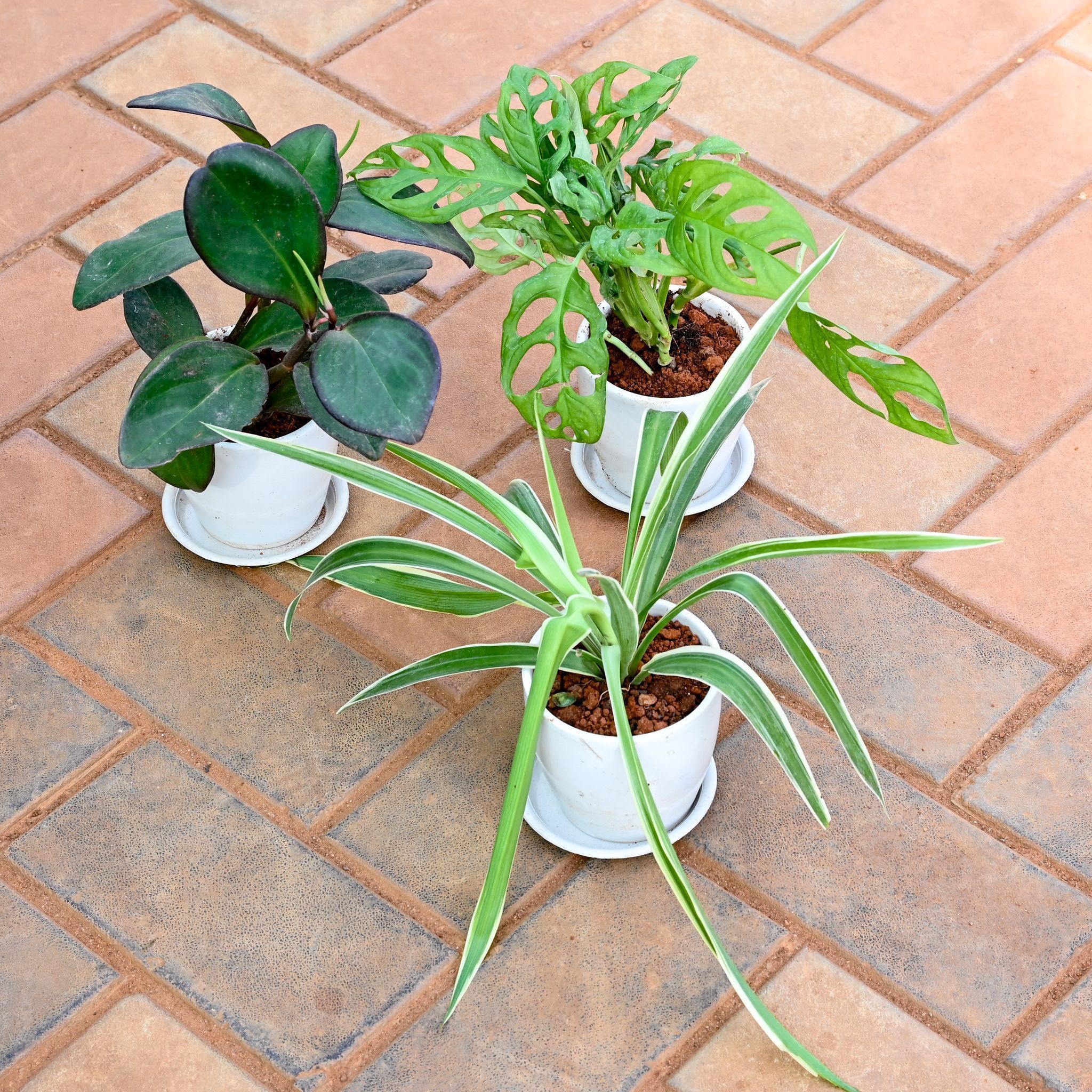 Set of 3 - Spider, Monstera Broken Heart & Peperomia / Radiator Plant Black in 4 Inch Classy White Cup Ceramic Pot with Tray