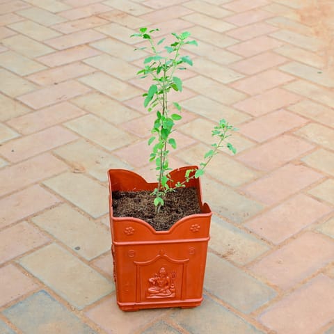 Rama Tulsi in 4 Inch Red Designer Tulsi Plastic Pot
