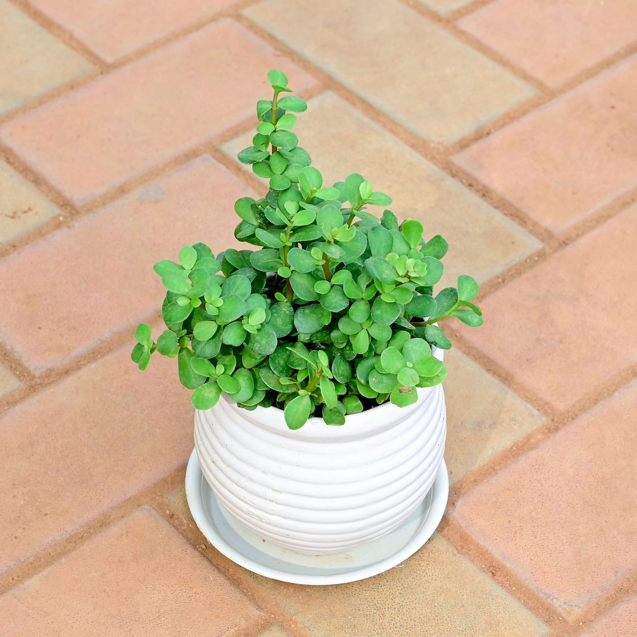 Jade in 5 Inch White Spiral Designer Handi Ceramic Pot with Tray