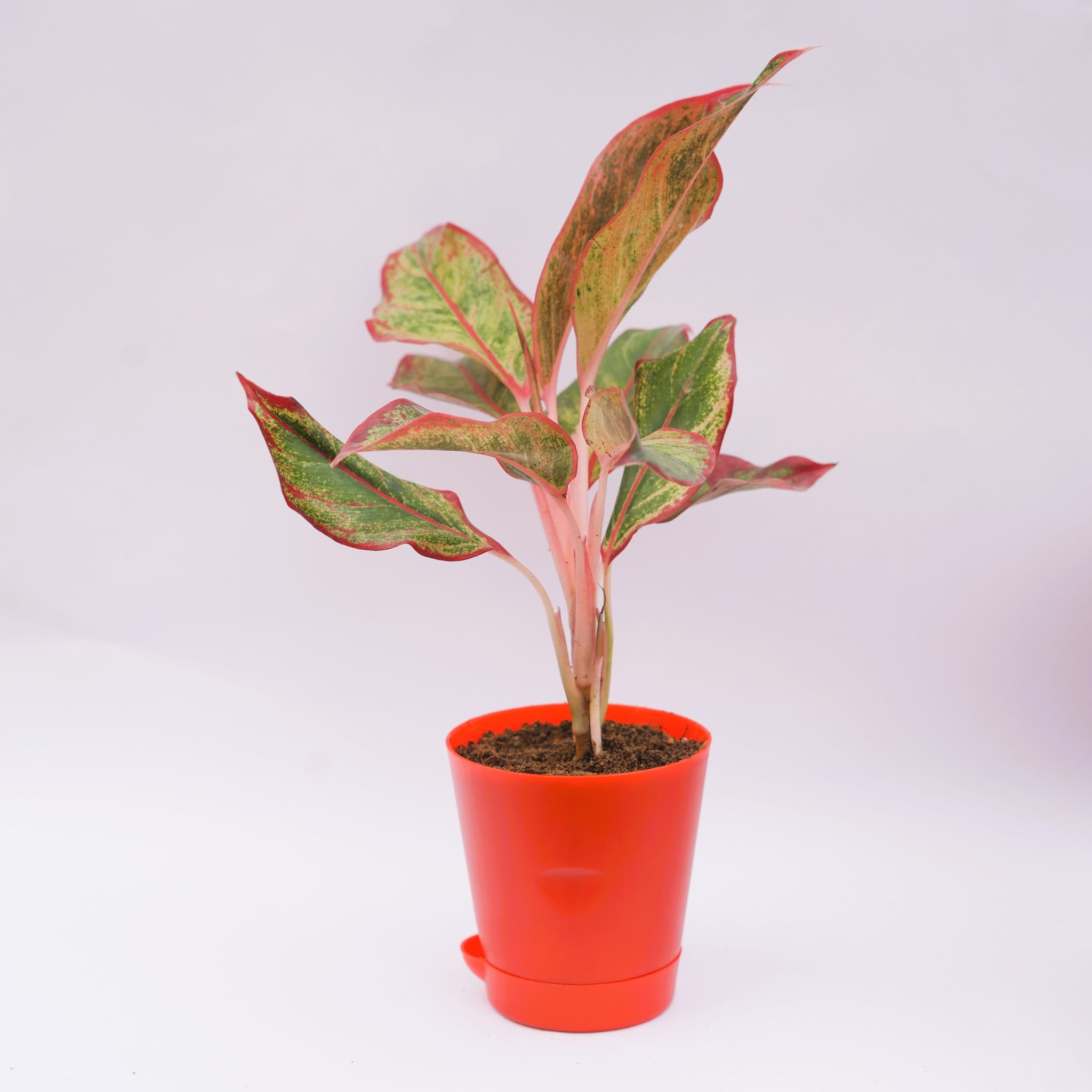 Aglaonema Lipstick in 4 Inch Red Florence Self Watering Pot