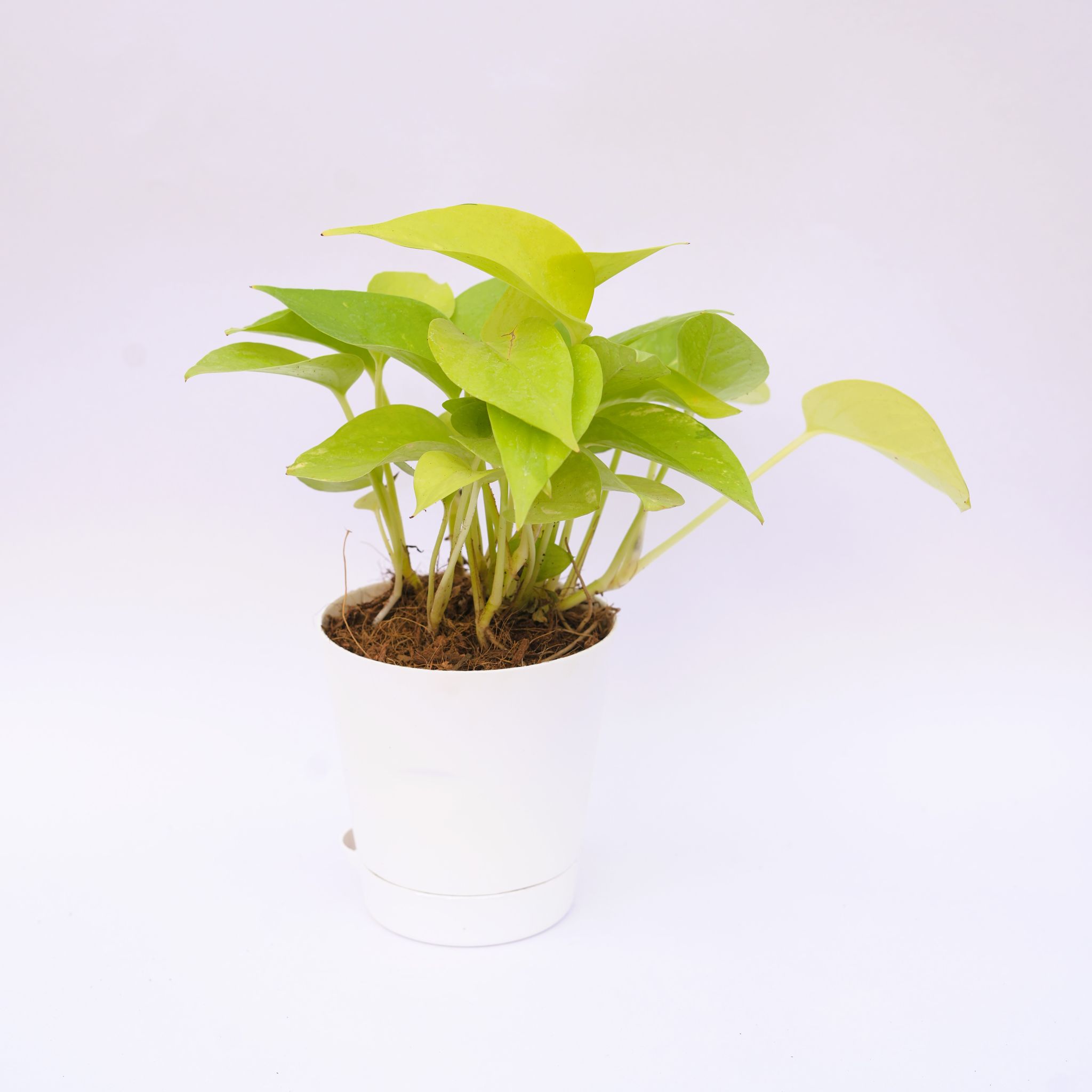 Money Plant Golden in 4 Inch White Florence Self Watering Pot