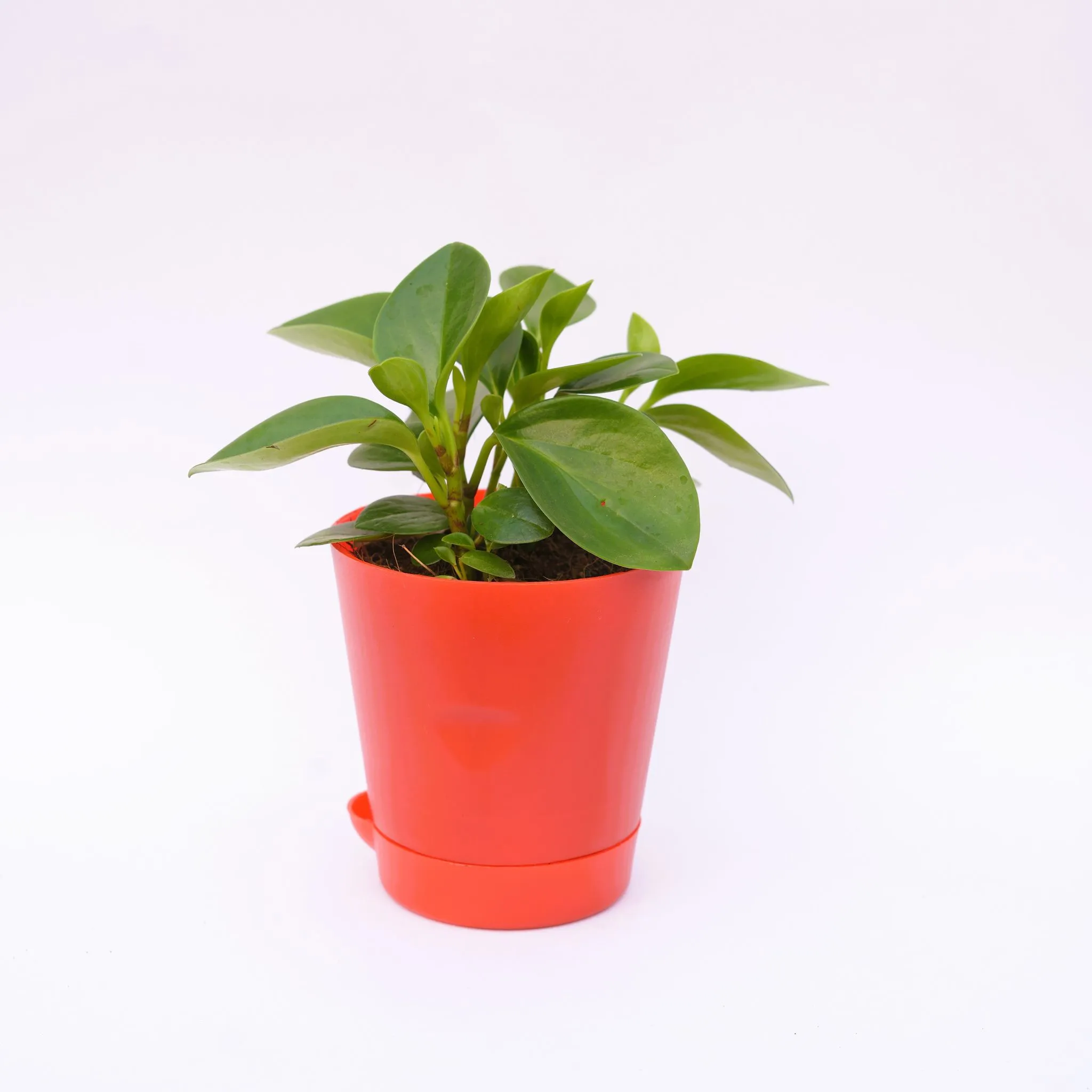 Peperomia / Radiator Plant Green in 4 Inch Red Florence Self Watering Pot