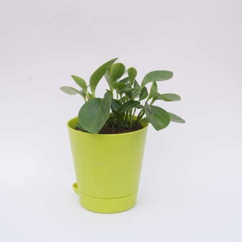 Peperomia / Radiator Plant Green in 4 Inch Green Florence Self Watering Pot