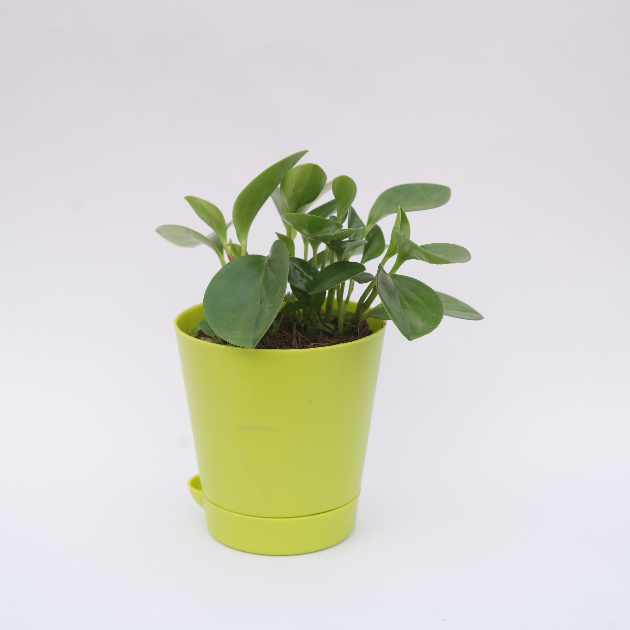Peperomia / Radiator Plant Green in 4 Inch Green Florence Self Watering Pot