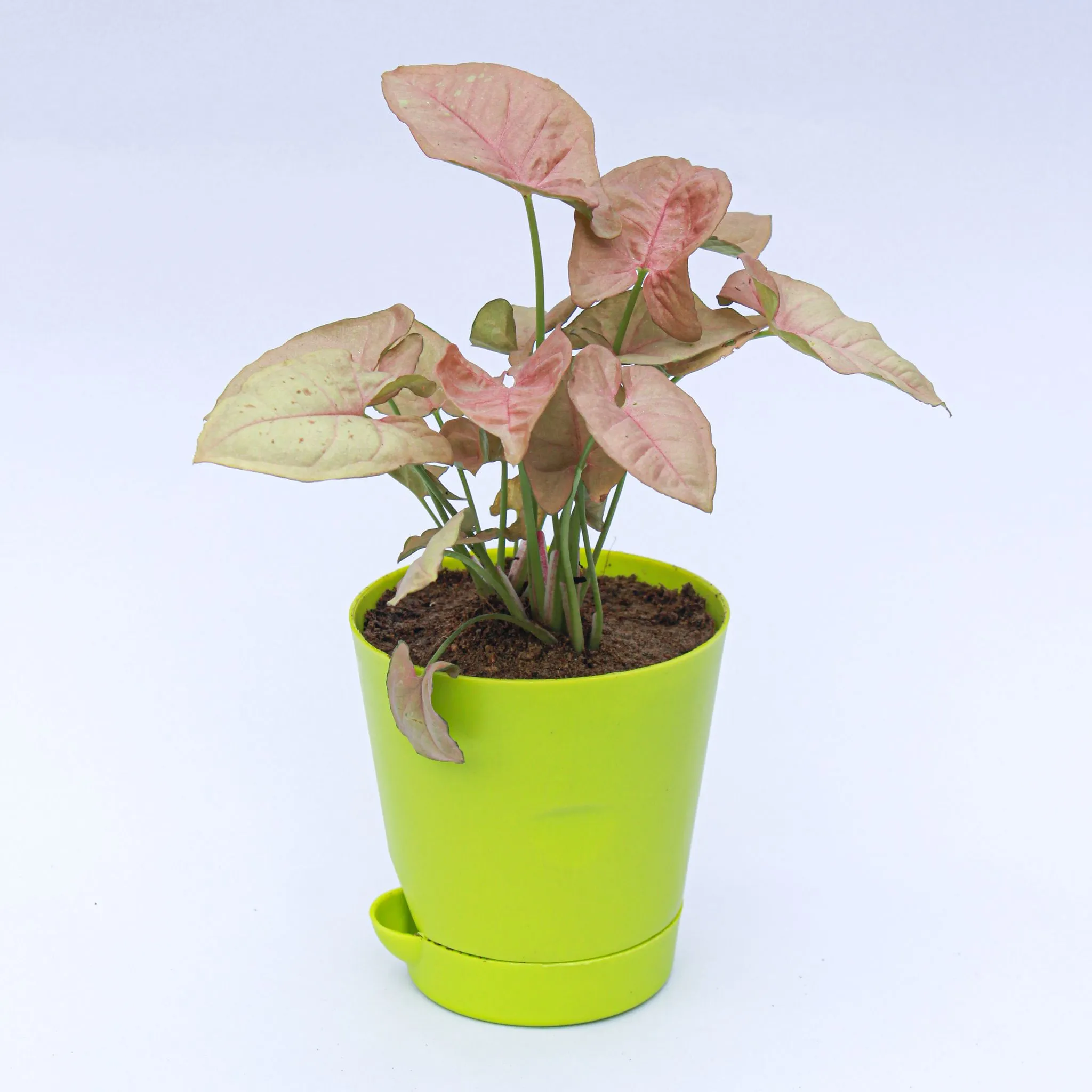 Syngonium Pink in 4 Inch Green Florence Self Watering Pot