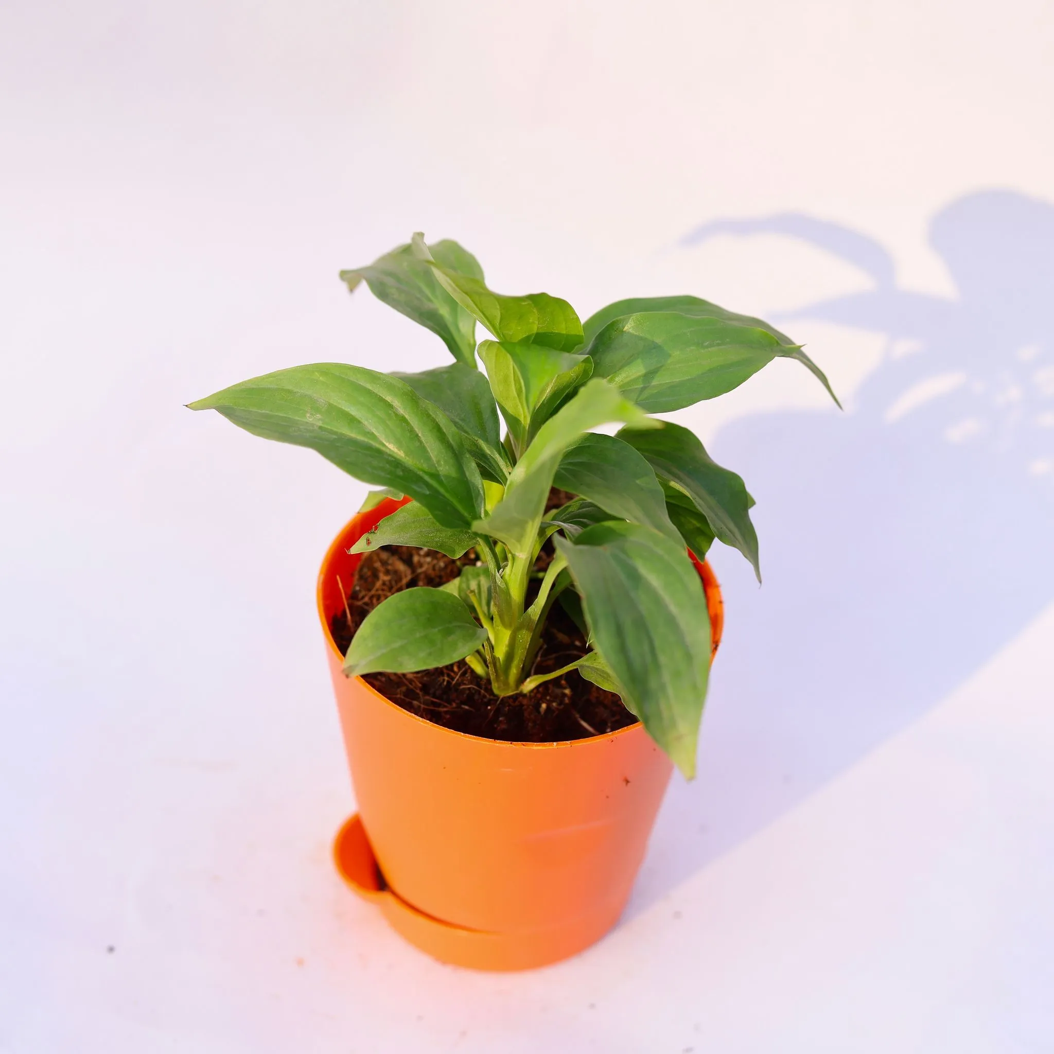Peace Lily in 4 Inch Orange Florence Self Watering Pot