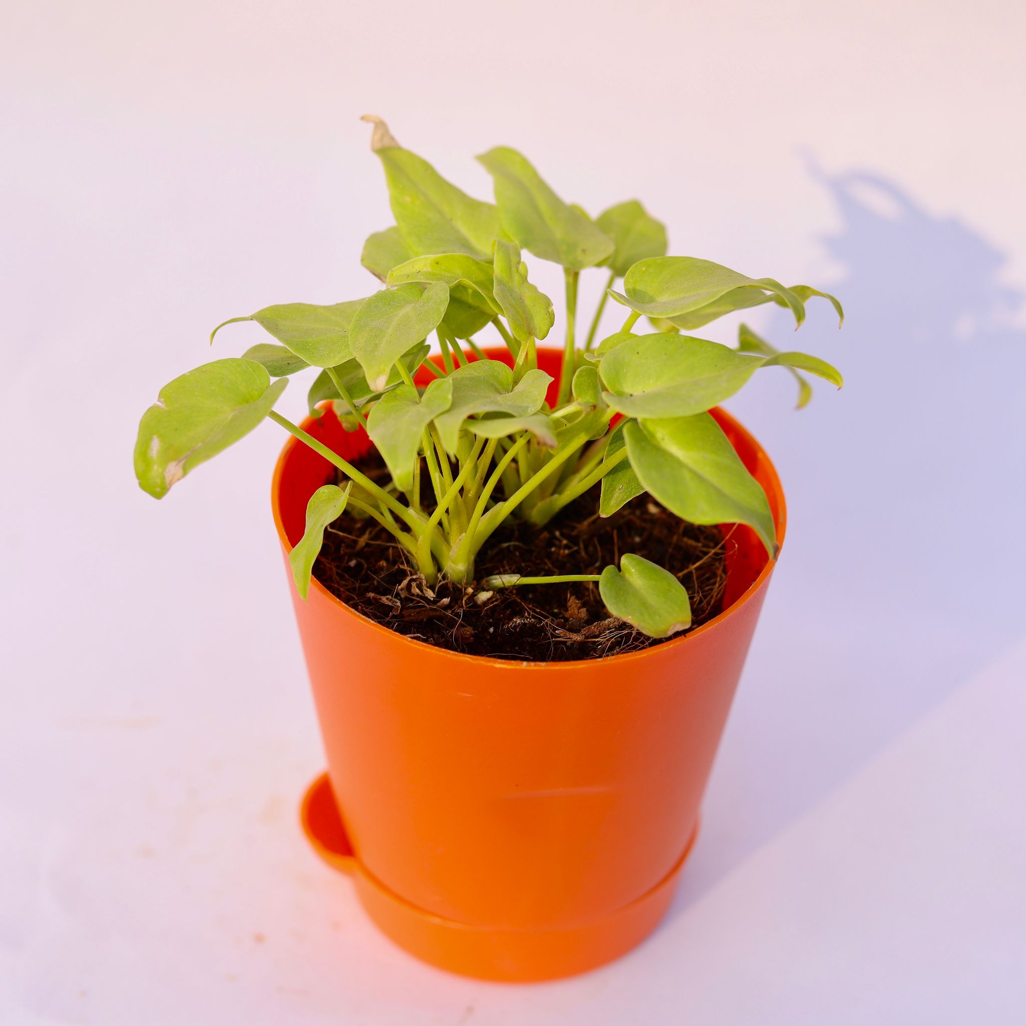 Xanadu Golden Dwarf in 4 Inch Orange Florence Self Watering Pot