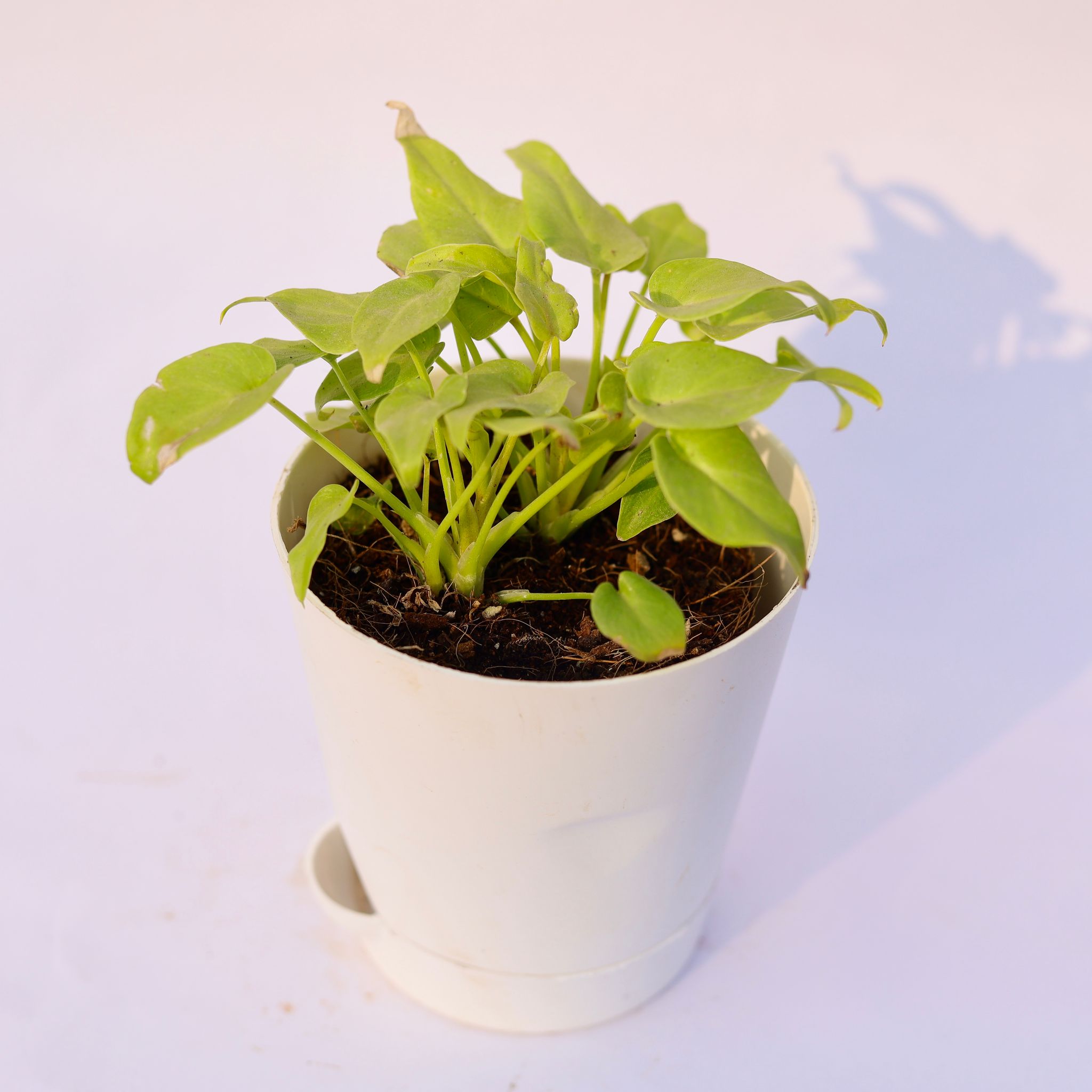 Xanadu Golden Dwarf in 4 Inch White Florence Self Watering Pot