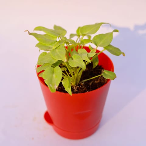 Xanadu Golden Dwarf in 4 Inch Red Florence Self Watering Pot