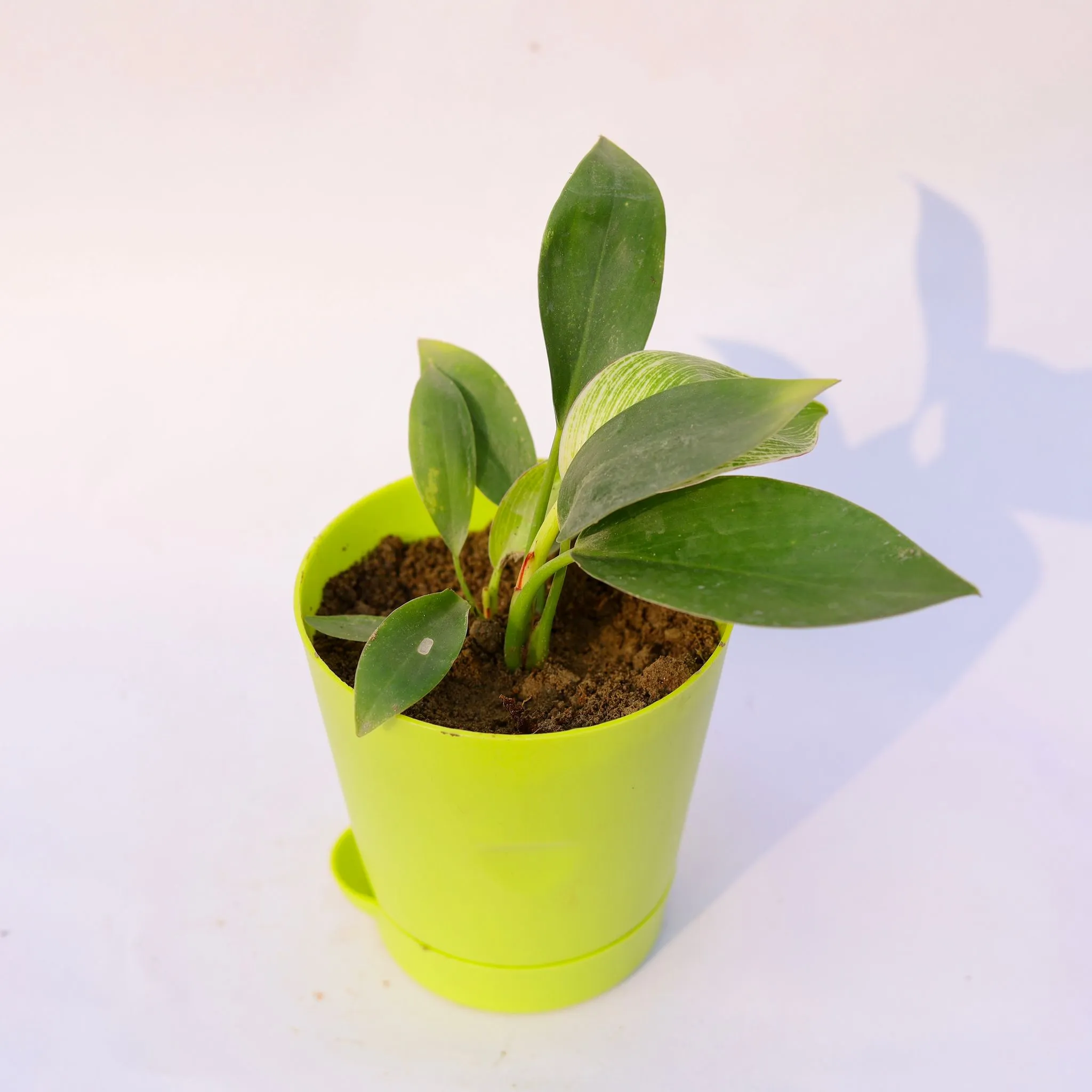 Philodendron Birkin in 4 Inch Green Florence Self Watering Pot