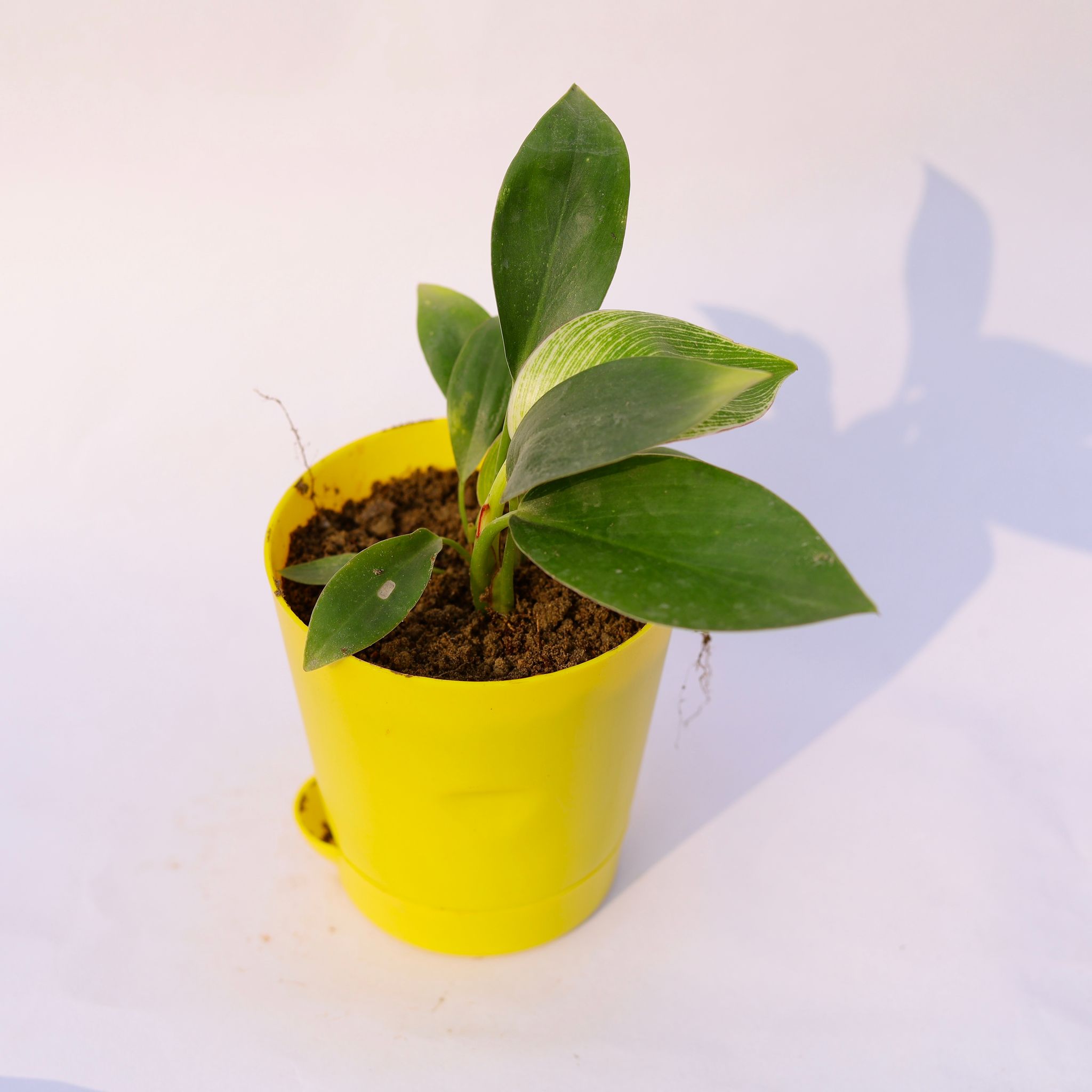 Philodendron Birkin in 4 Inch Yellow Florence Self Watering Pot