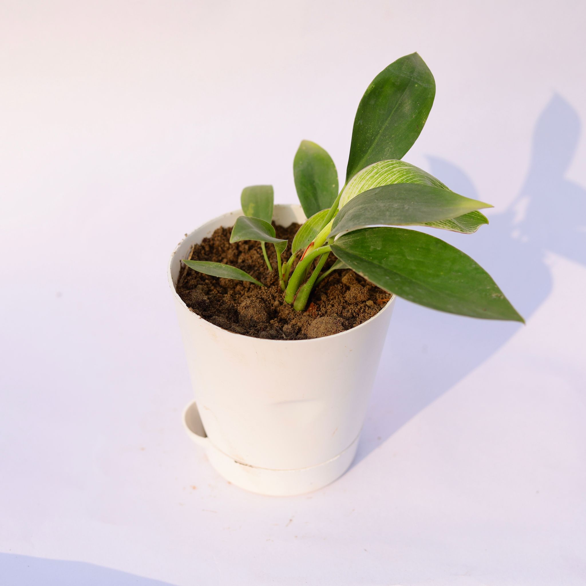 Philodendron Birkin in 4 Inch White Florence Self Watering Pot