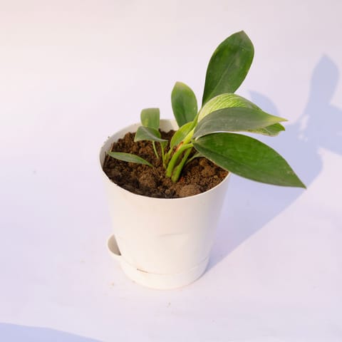 Philodendron Birkin in 4 Inch White Florence Self Watering Pot