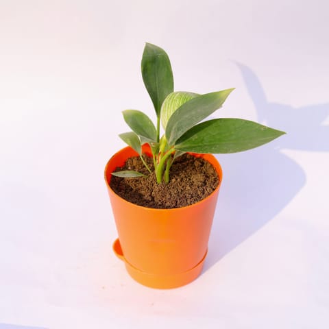Philodendron Birkin in 4 Inch Orange Florence Self Watering Pot