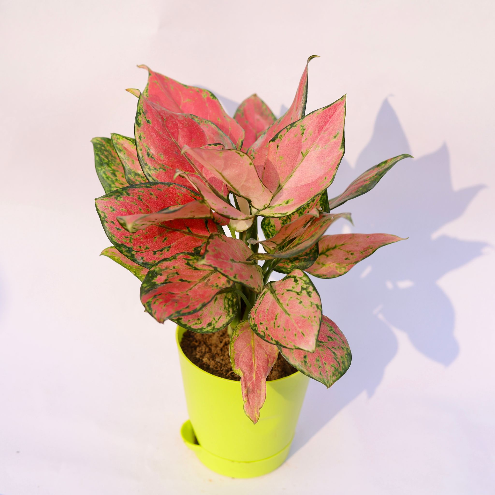 Aglaonema Pink Dalmatian in 4 Inch Green Florence Self Watering Pot