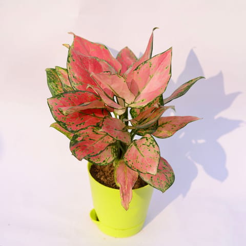 Aglaonema Pink Dalmatian in 4 Inch Green Florence Self Watering Pot
