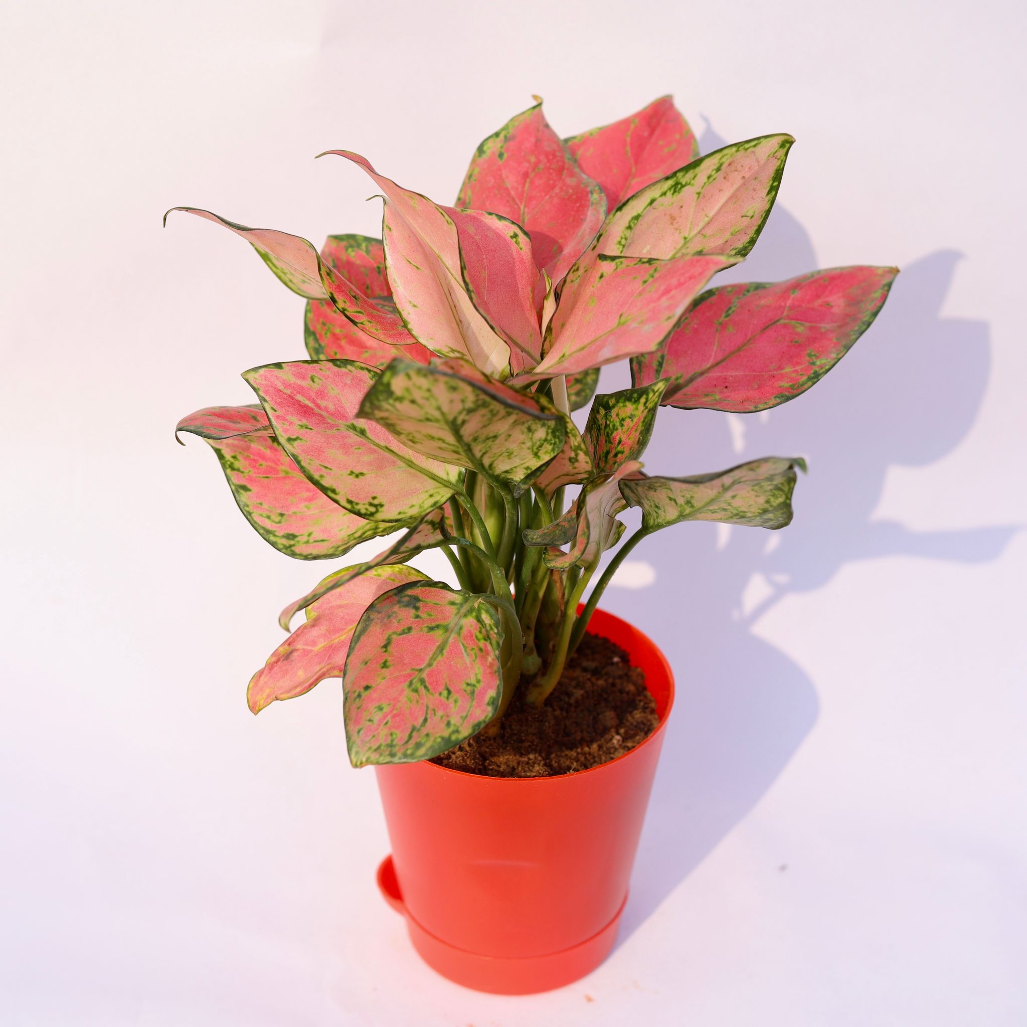 Aglaonema Pink Dalmatian in 4 Inch Red Florence Self Watering Pot