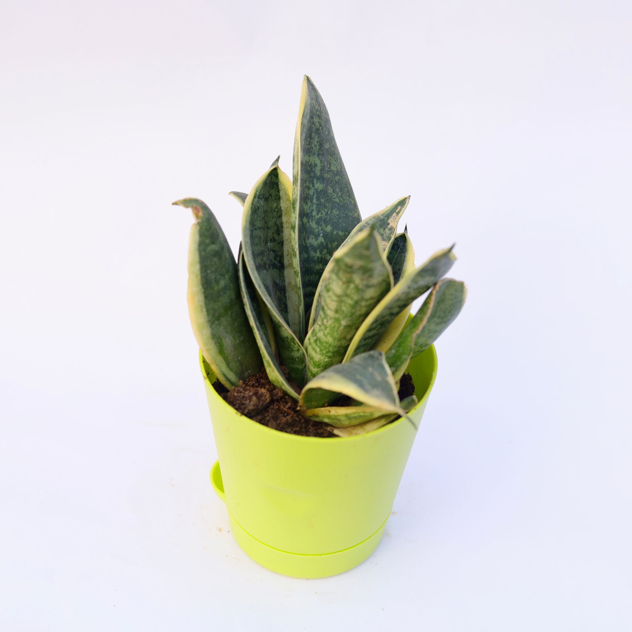 Snake Yellow in 4 Inch Green Florence Self Watering Pot