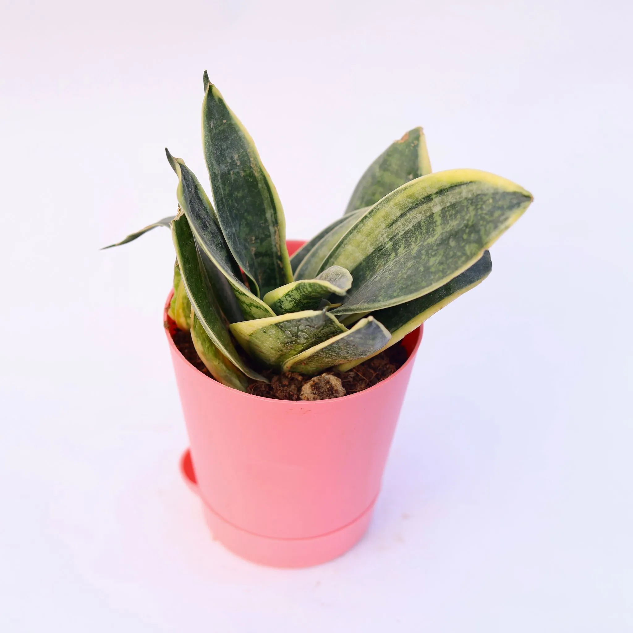 Snake Yellow in 4 Inch Pink Florence Self Watering Pot