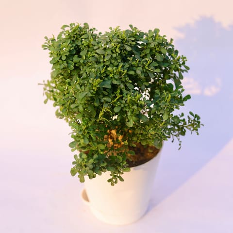 Table Kamini in 4 Inch White Florence Self Watering Pot