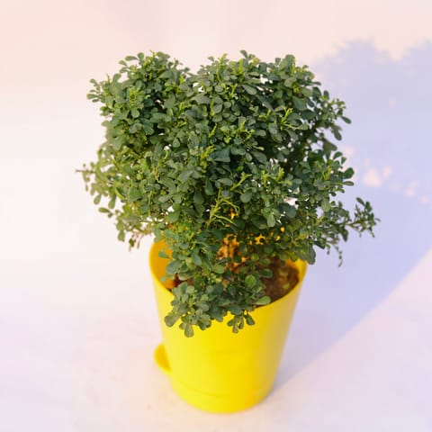 Table Kamini in 4 Inch Yellow Florence Self Watering Pot
