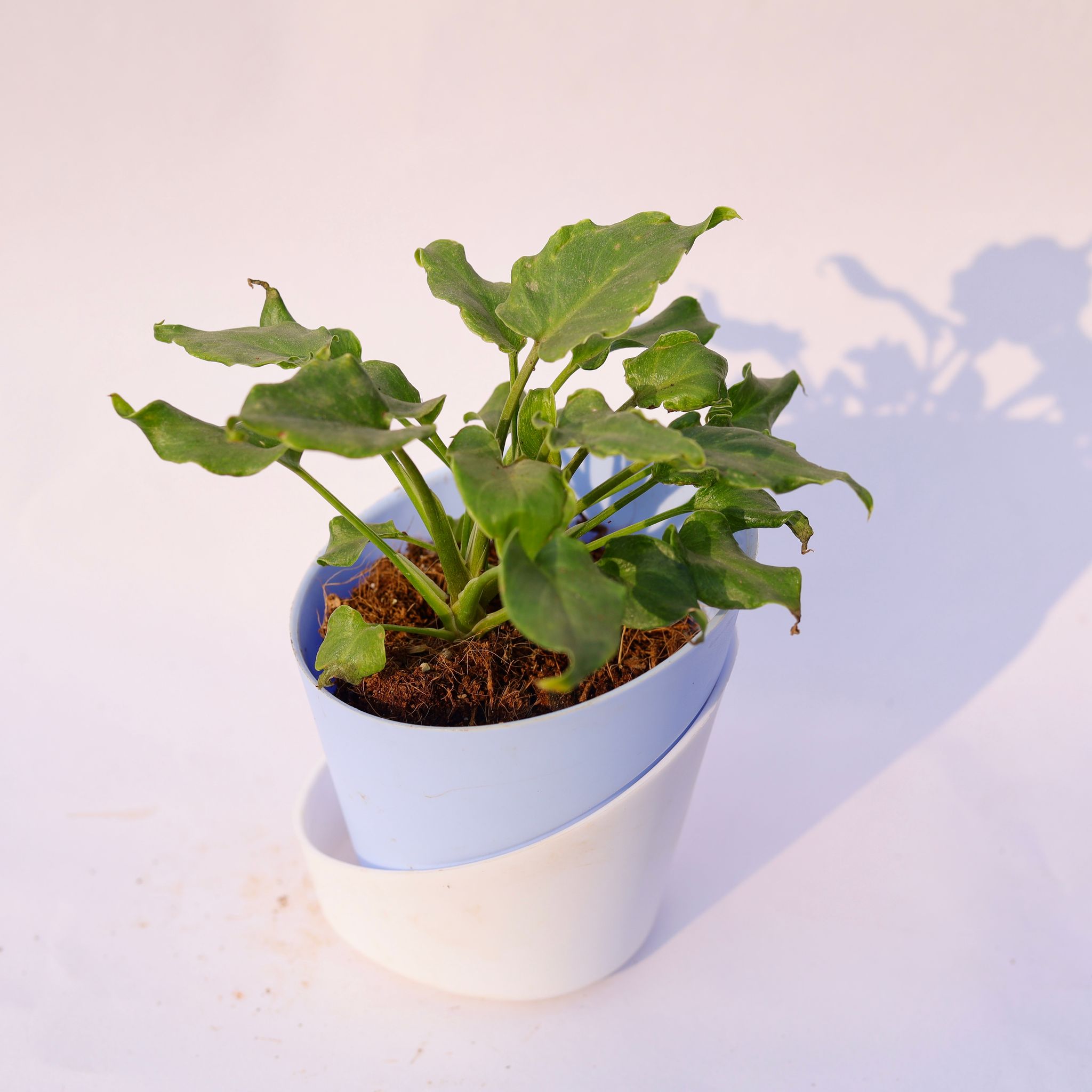 Xanadu Green Dwarf in 4 Inch Aqua Blue Dublin Self Watering Pot