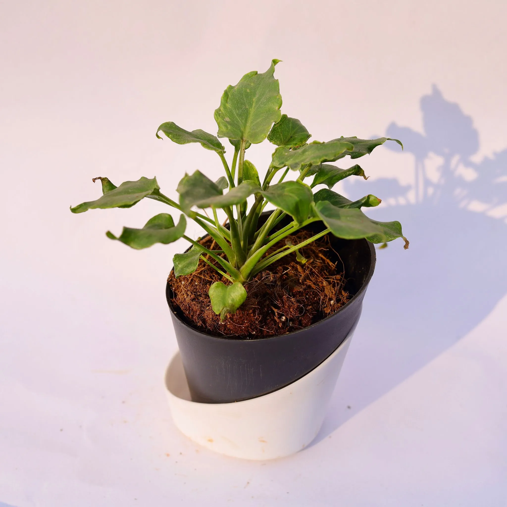 Xanadu Green Dwarf in 4 Inch Solid Black Dublin Self Watering Pot