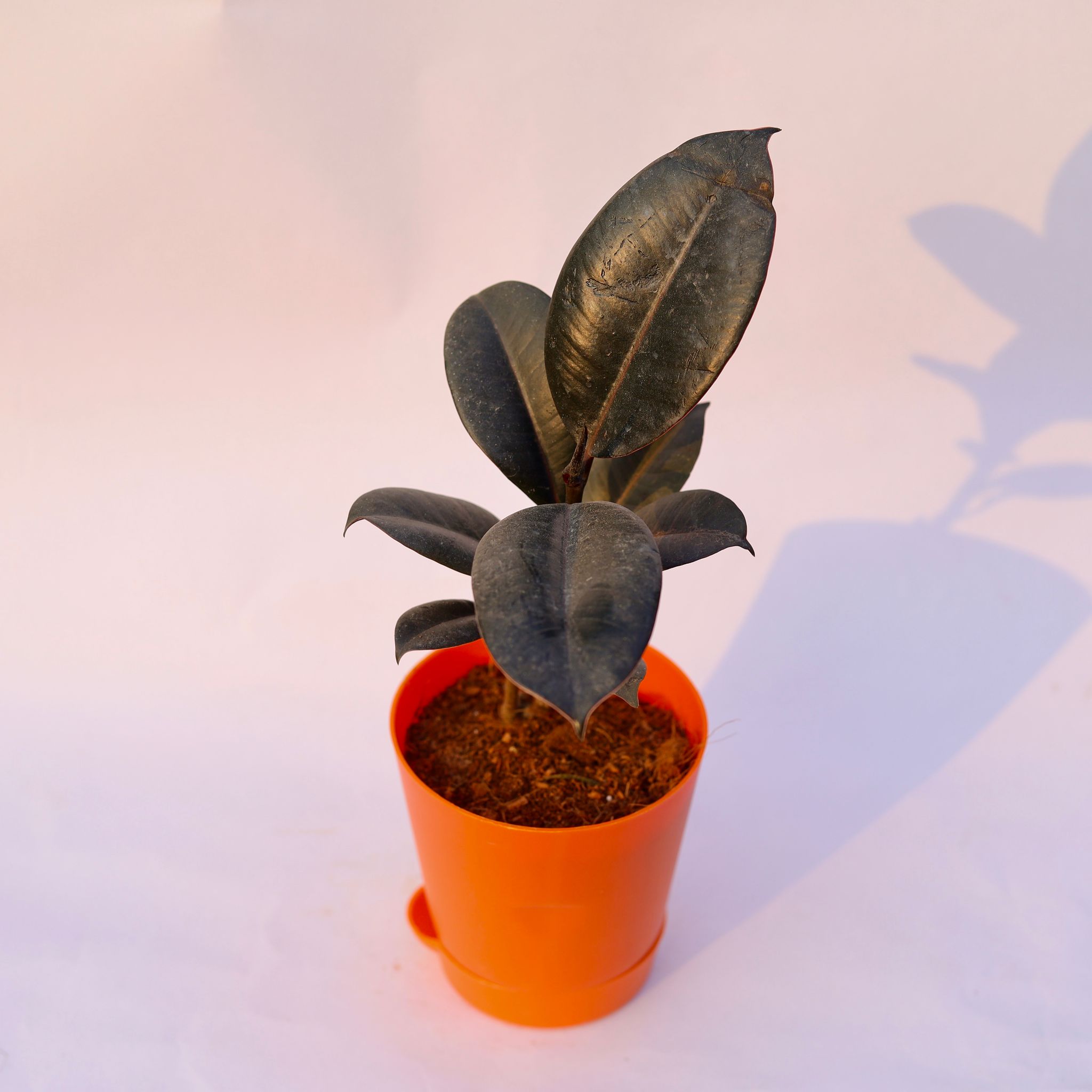 Rubber Black in 4 Inch Orange Florence Self Watering Pot