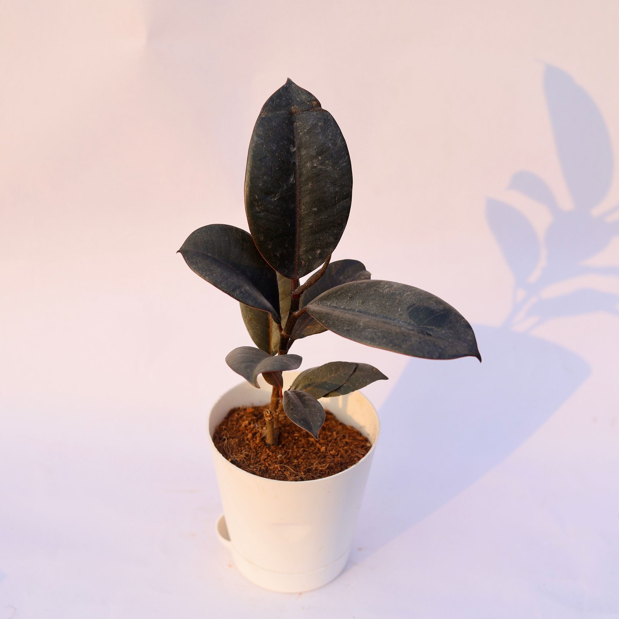 Rubber Black in 4 Inch White Florence Self Watering Pot