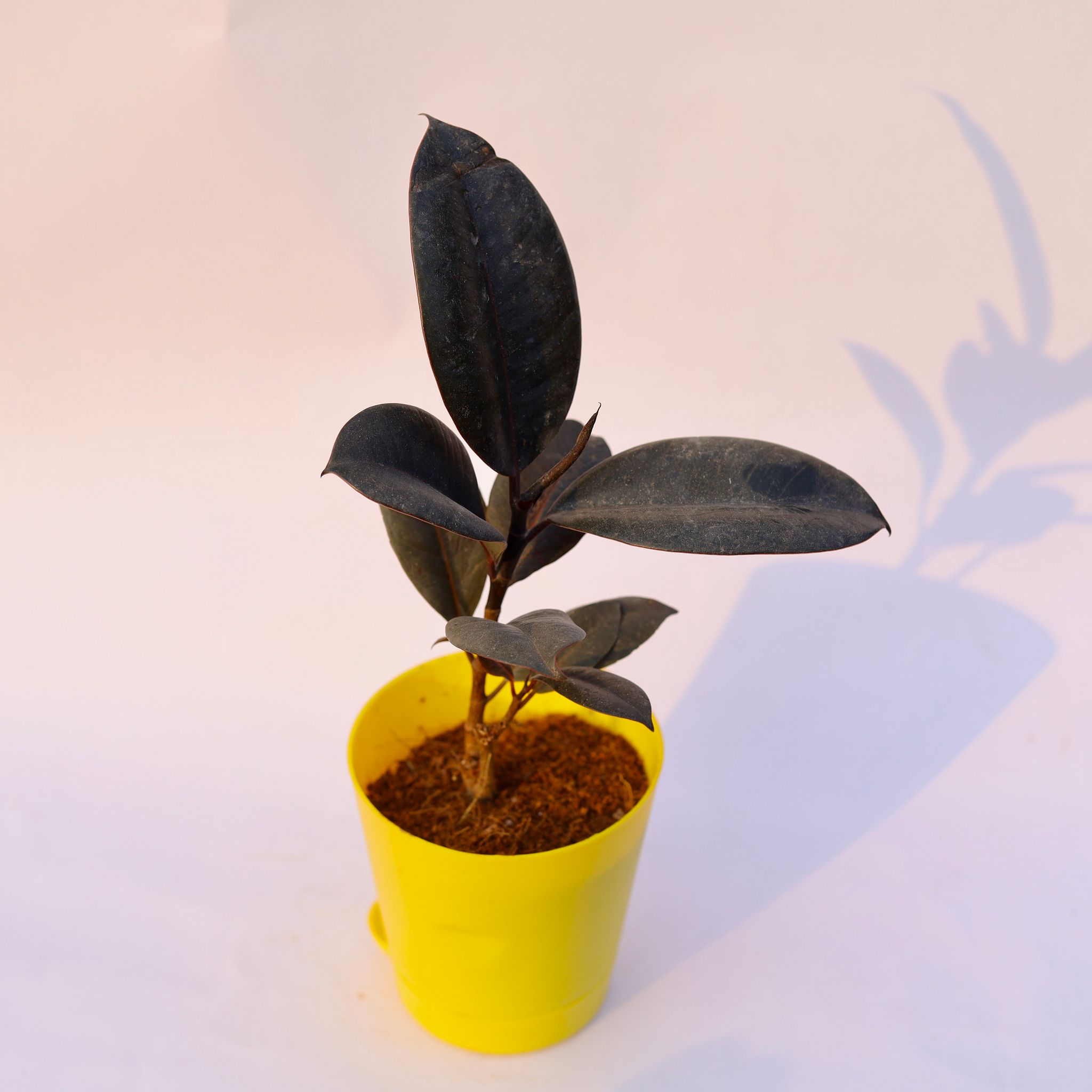 Rubber Black in 4 Inch Yellow Florence Self Watering Pot