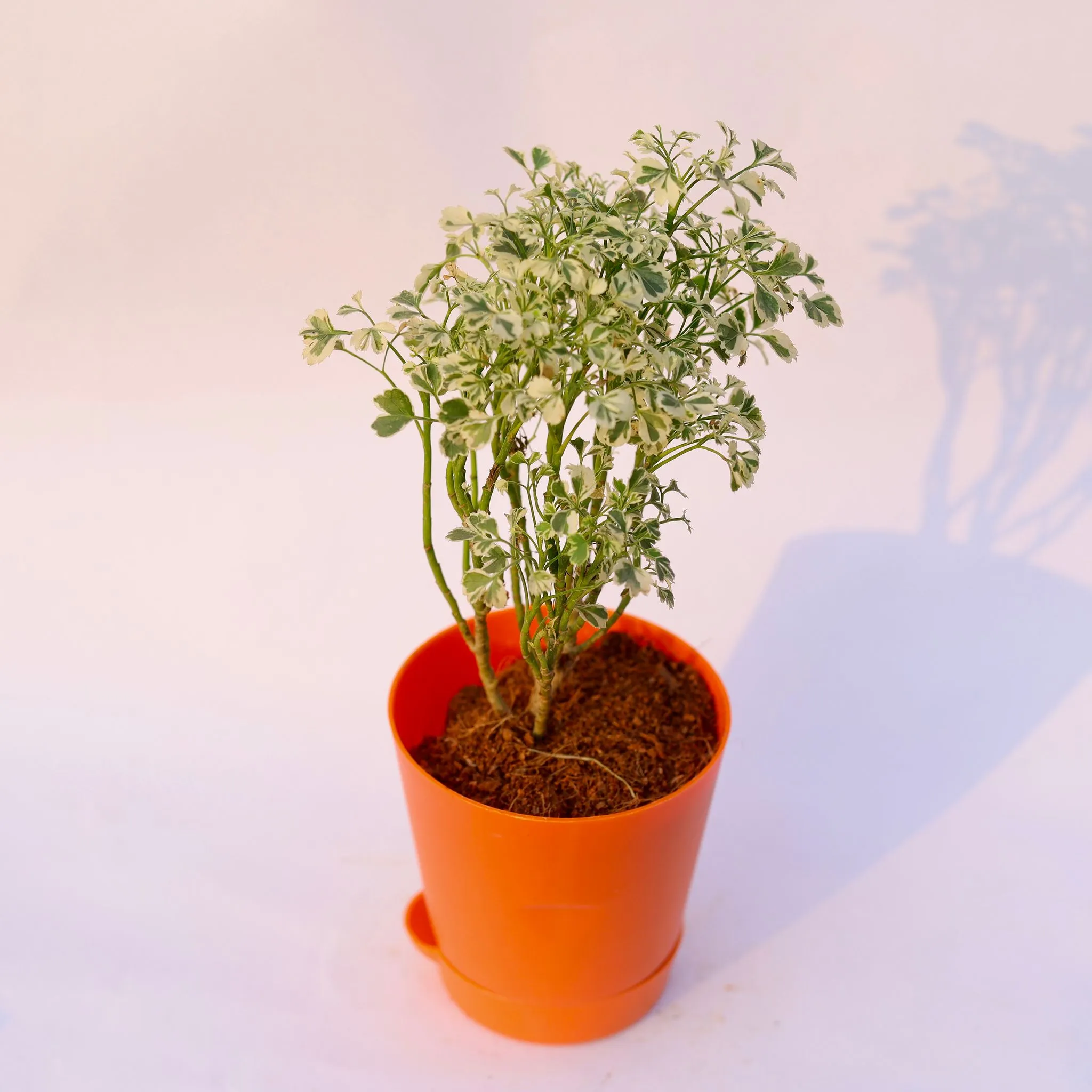 Aralia Variegated in 4 Inch Orange Florence Self Watering Pot