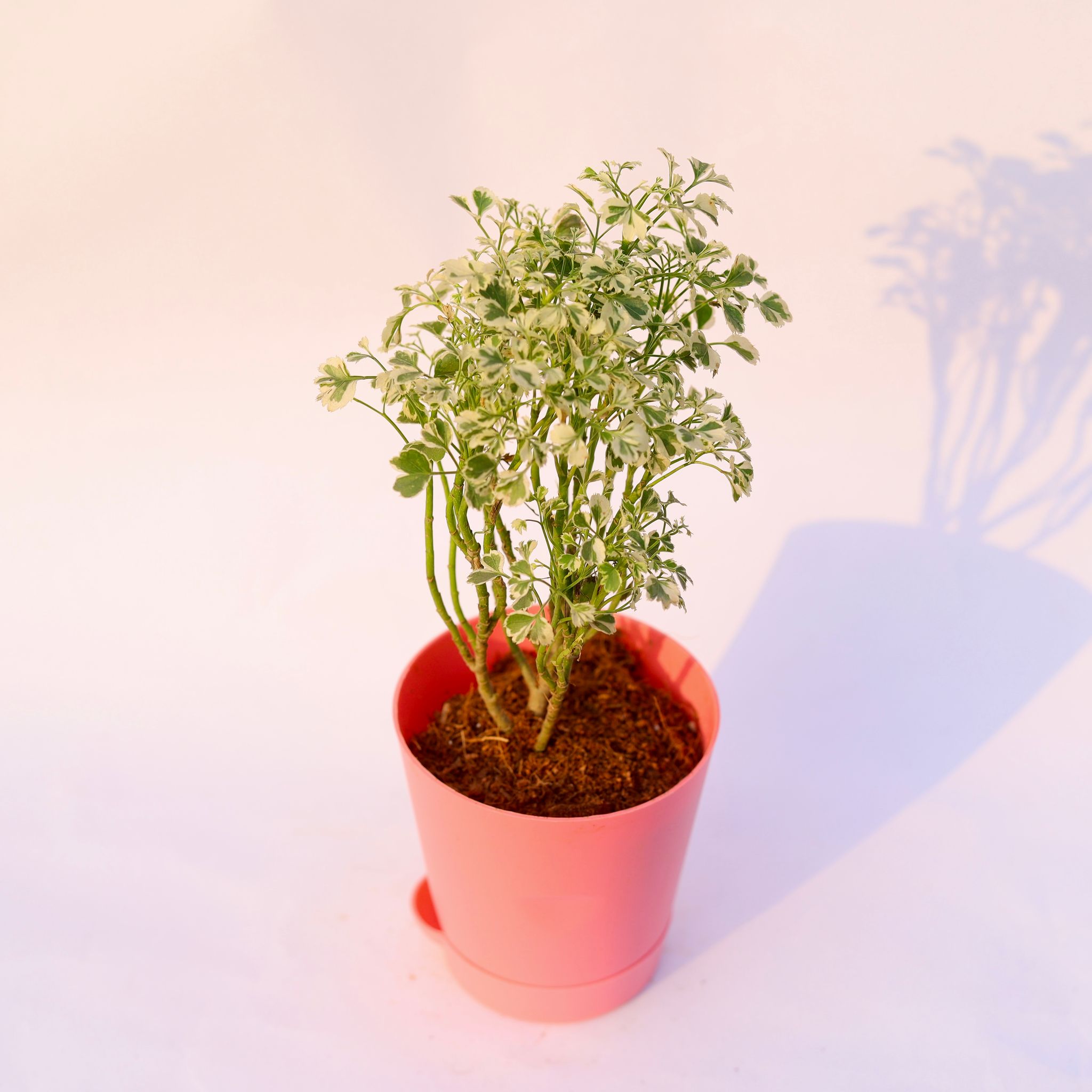 Aralia Variegated in 4 Inch Pink Florence Self Watering Pot