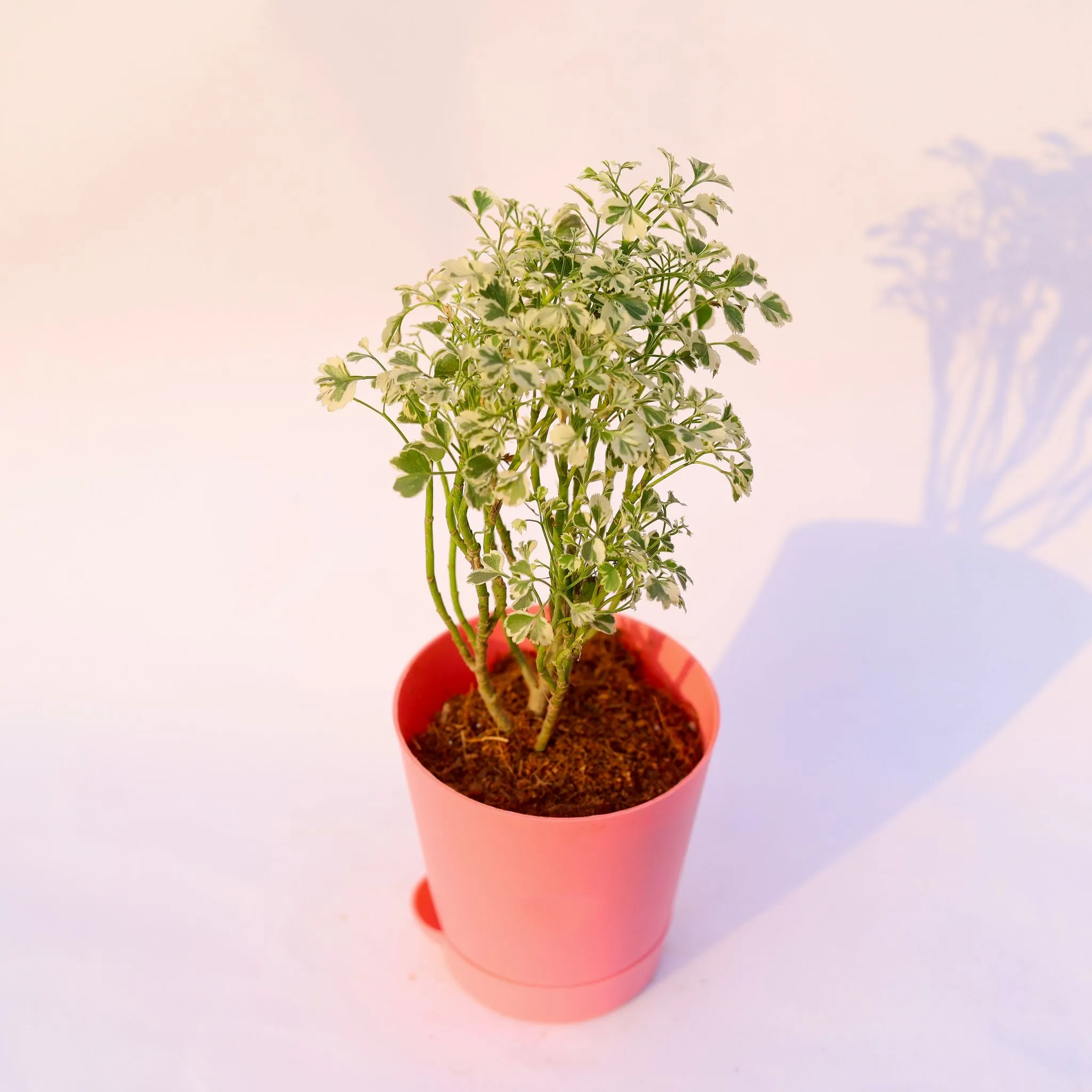 Aralia Variegated in 4 Inch Pink Florence Self Watering Pot