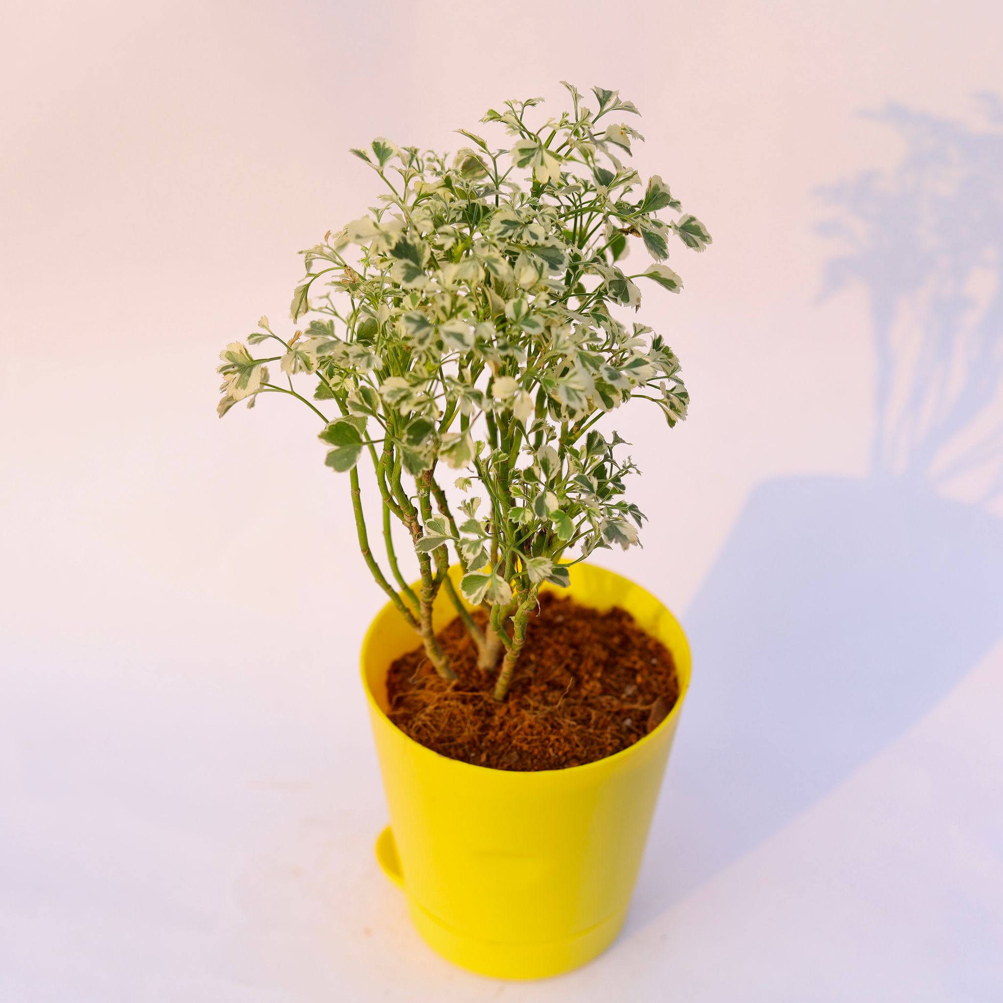 Aralia Variegated in 4 Inch Yellow Florence Self Watering Pot