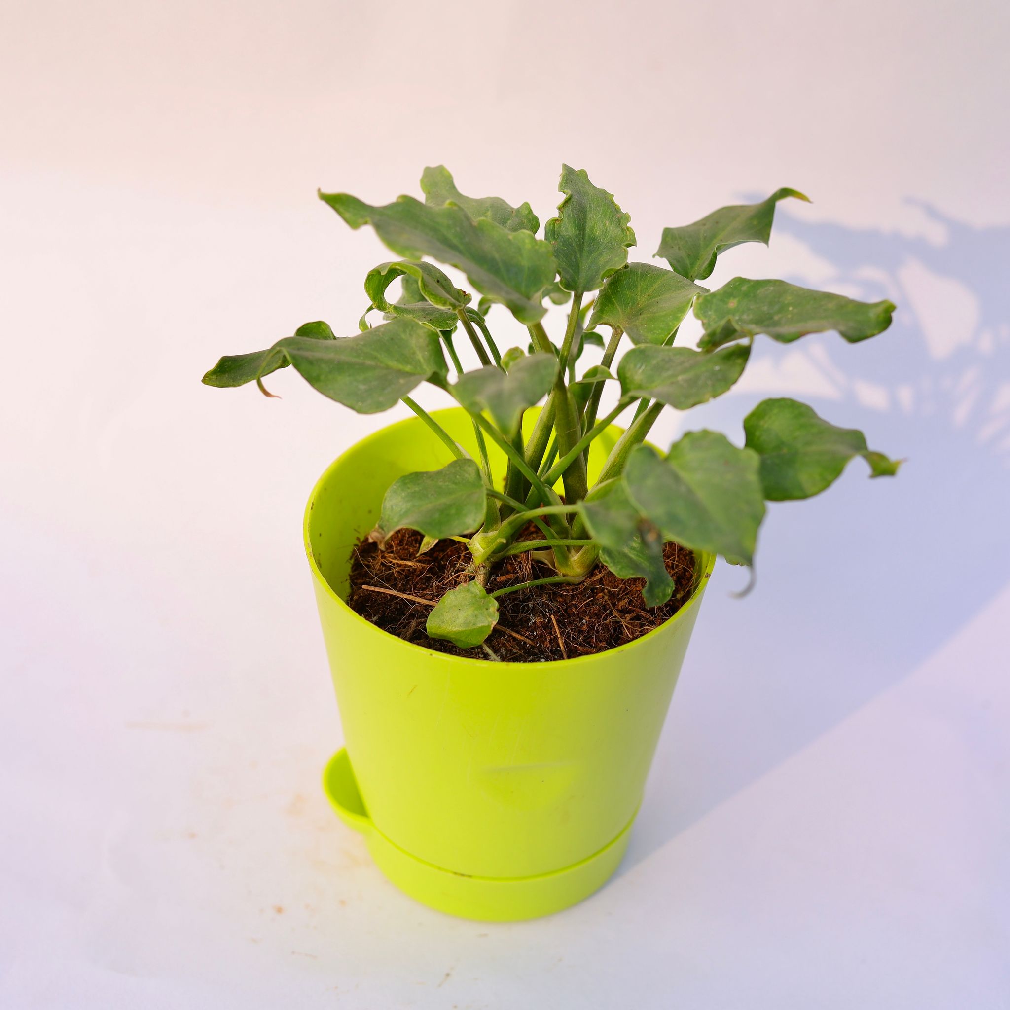 Xanadu Green Dwarf in 4 Inch Green Florence Self Watering Pot