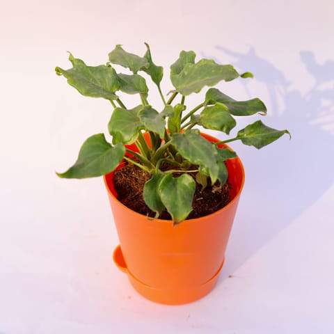 Xanadu Green Dwarf in 4 Inch Orange Florence Self Watering Pot