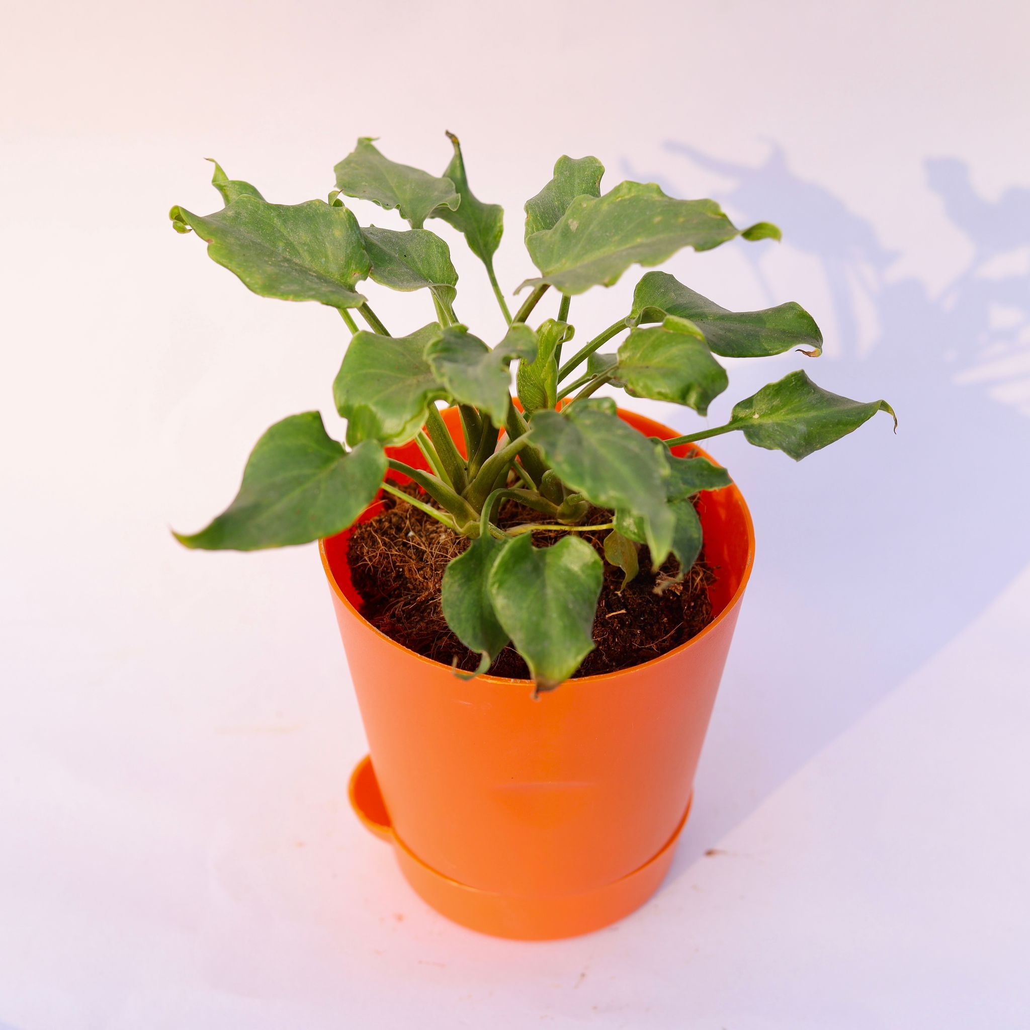Xanadu Green Dwarf in 4 Inch Orange Florence Self Watering Pot