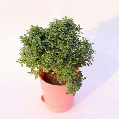 Table Kamini in 4 Inch Pink Florence Self Watering Pot