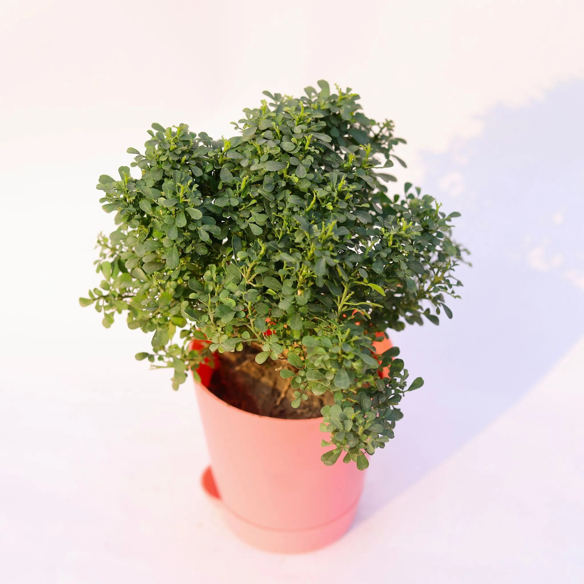 Table Kamini in 4 Inch Pink Florence Self Watering Pot