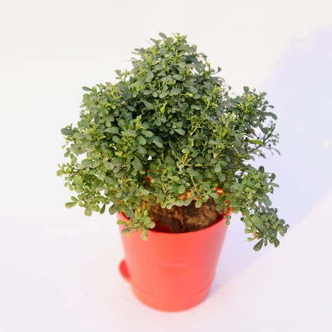 Table Kamini in 4 Inch Red Florence Self Watering Pot