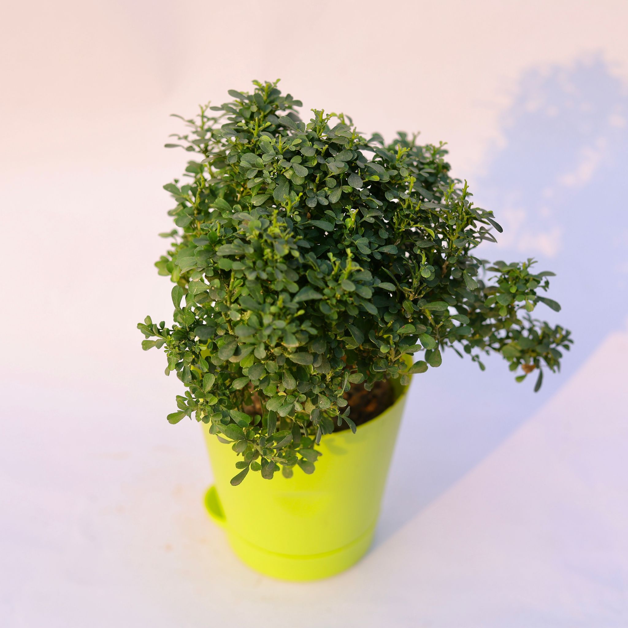 Table Kamini in 4 Inch Green Florence Self Watering Pot